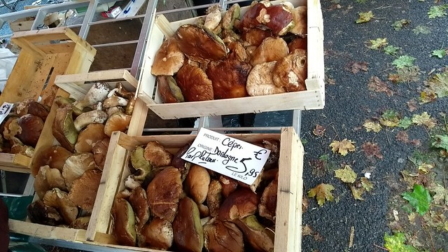 wild cepes mushrooms in Aquitaine